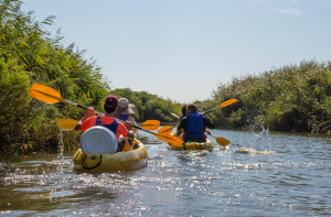 Deux cano&euml;-kayak voguent sur le Delta de la Leyre entre les roseli&egrave;res