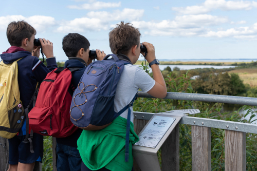 Trois enfants regardent &agrave; travers leurs jumelles depuis le belv&eacute;d&egrave;re de la R&eacute;serve ornithologique du Teich.