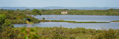 Vue depuis le belv&eacute;d&egrave;re de la R&eacute;serve ornithologique du Teich, paysage de lagunes, bassins entourr&eacute;s de v&eacute;g&eacute;tation et de cabanes d'observations, dans les bassins se trouvent des pignots et des oiseaux au repos, le bassin d'arcachon est visible &agrave; l'horizon.