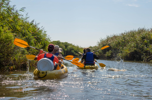 Deux cano&euml;-kayak voguent sur le Delta de la Leyre entre les roseli&egrave;res