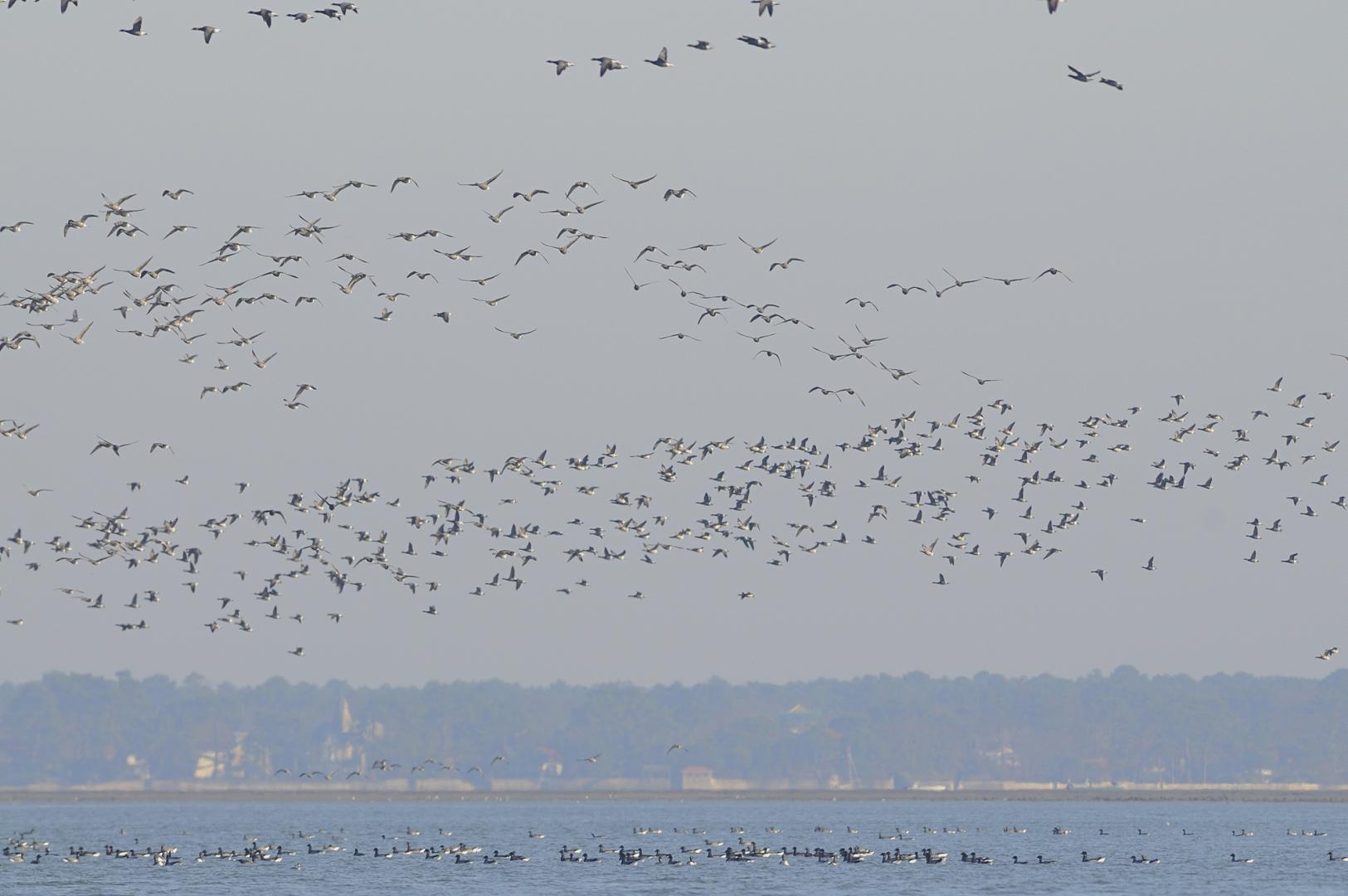 un groupe de bernaches cravants posées et e vol sur le bassin d'Arcachon