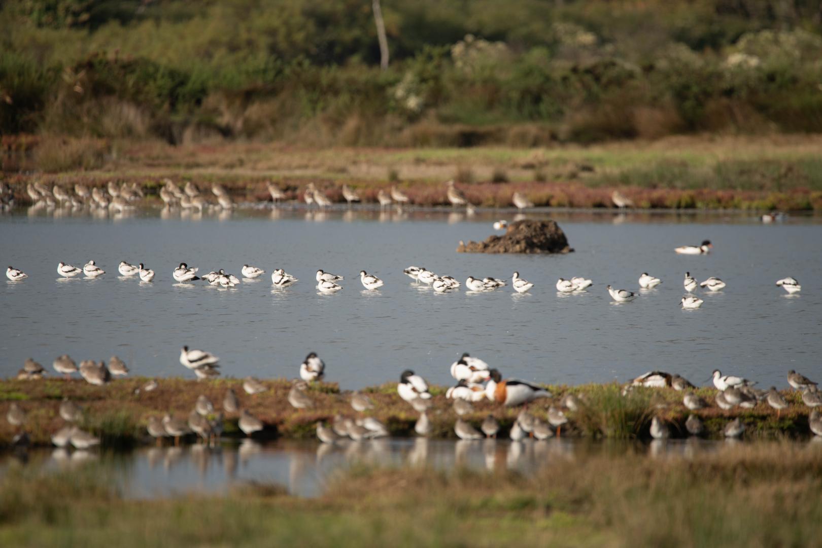 Plus de 80 oiseaux posés sur l'eau ou sur la végétation de berges de la Réserve ornithologique du Teich