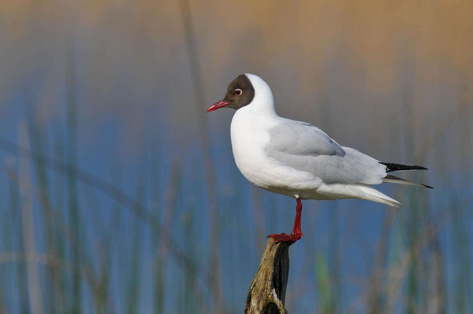 Une Mouette rieuse en plumage nuptial est posée sur un piquet