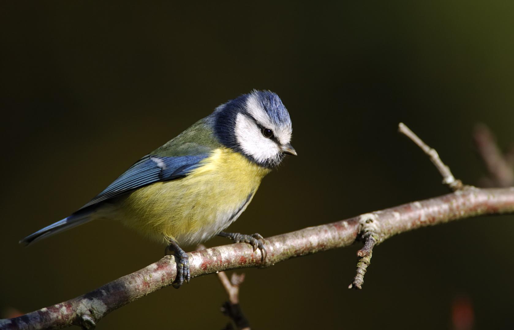 Une Mésange bleue sur une branche