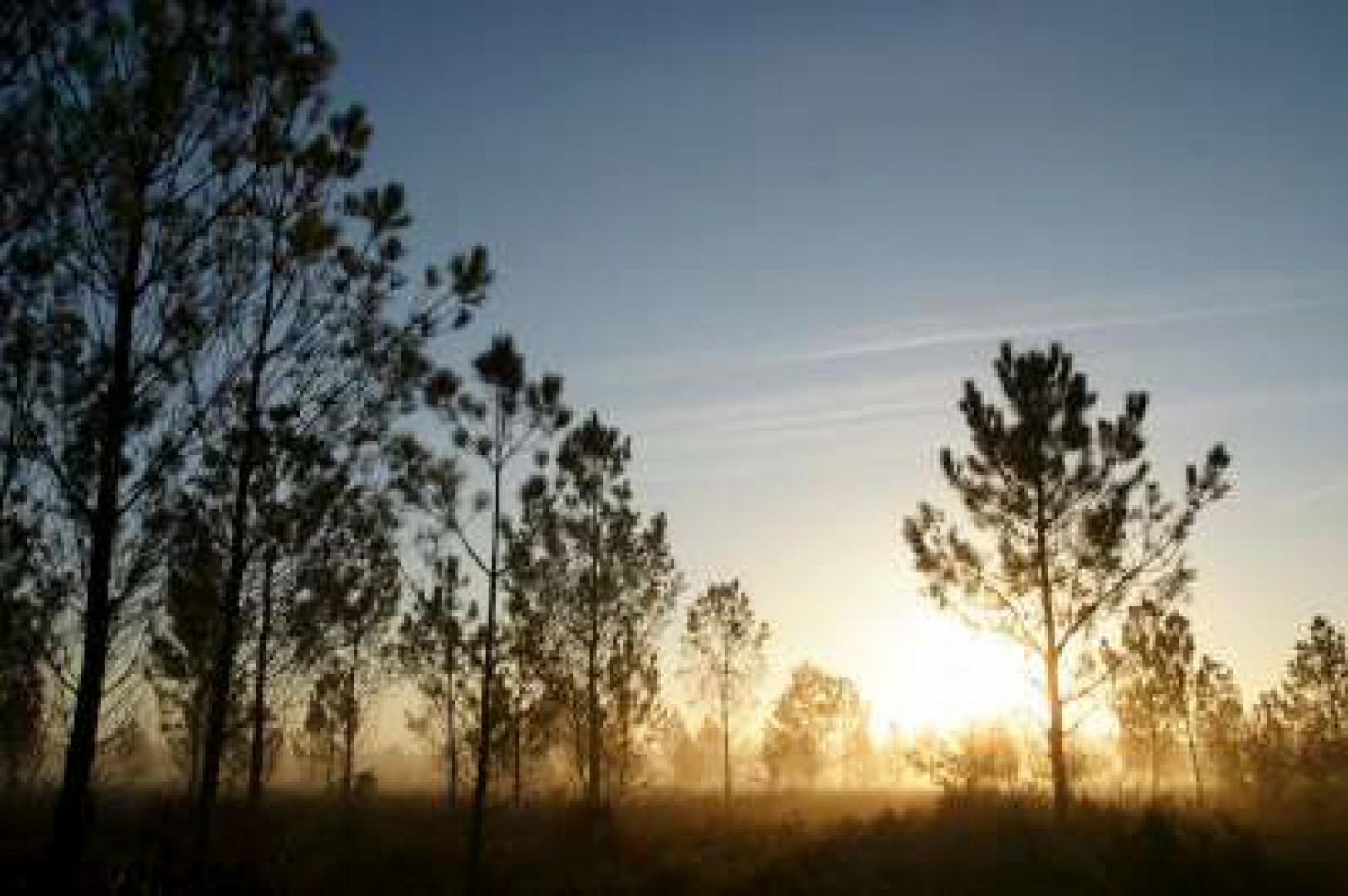 Jeunes pins maritimes au lever du soleil dans la brume du matin