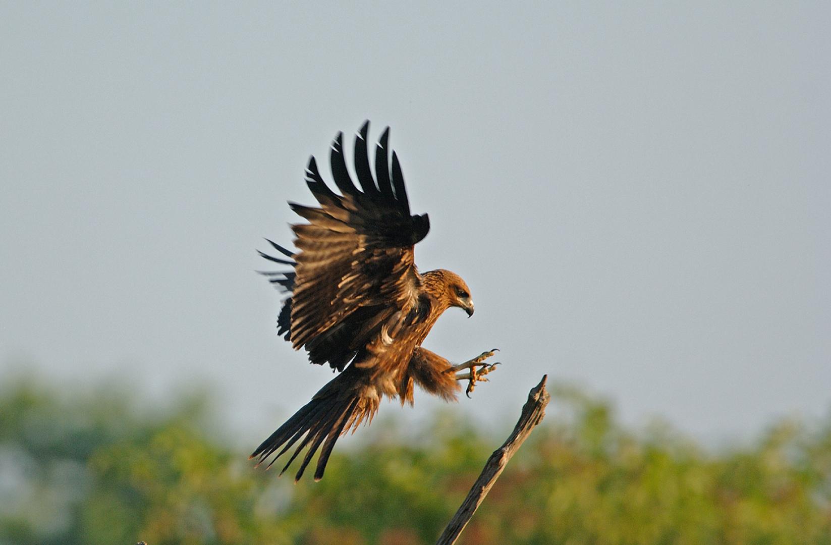 Un Milan noir, ailes déployées, s'apprête à atterrir sur un piquet de la Réserve ornithologique du Teich.