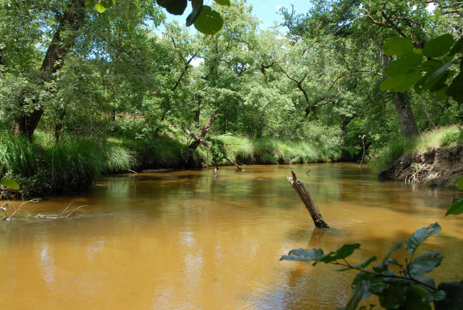 La Leyre, rivière de couleur ambrée, et sa végétation verdoyante qui surplombe ses berges