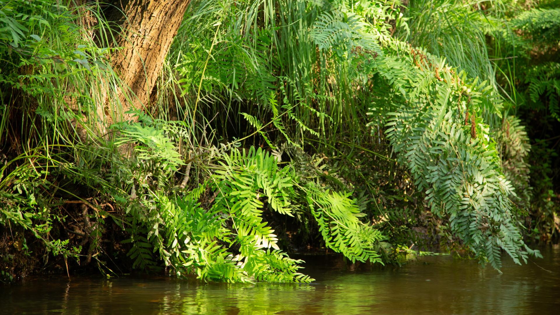 Végétation en bordure de Leyre, notamment une fougère ancienne appelée Osmonde Royale, qui retombe au-dessus de l'eau