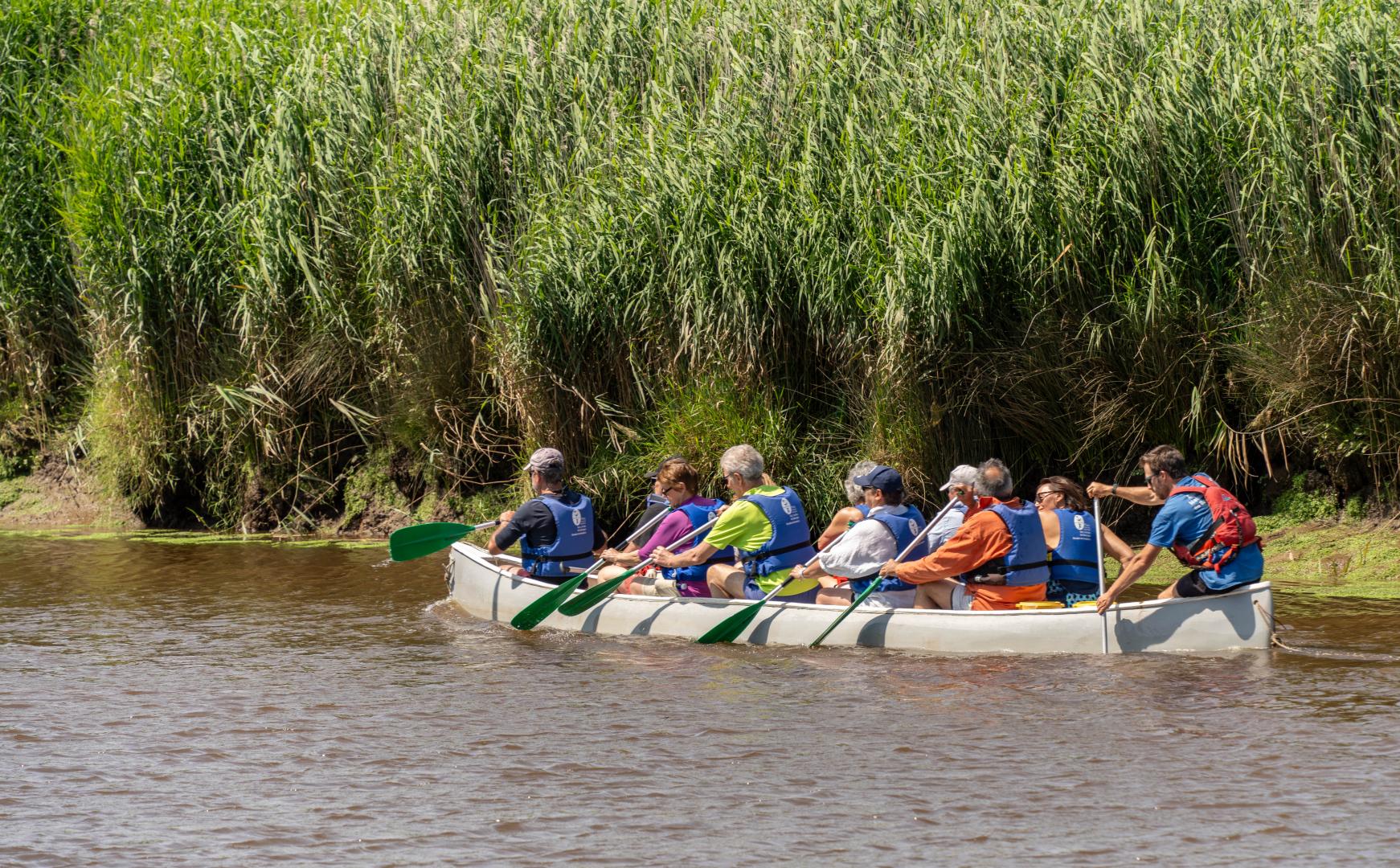 Un groupe d'adultes descend la Leyre en canoë collectif