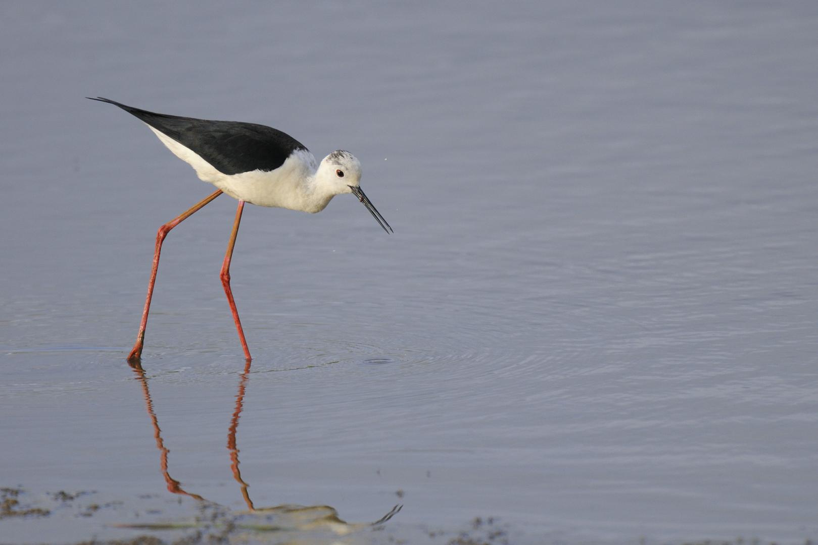 Une Échasse blanche marche dans l'eau à la Réserve ornithologique du Teich