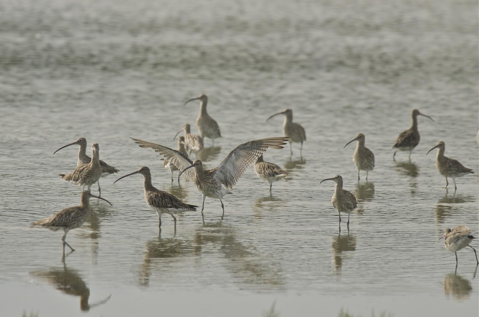 Un groupe de courlis cendrés dans l'eau à la Réserve ornithologique du Teich