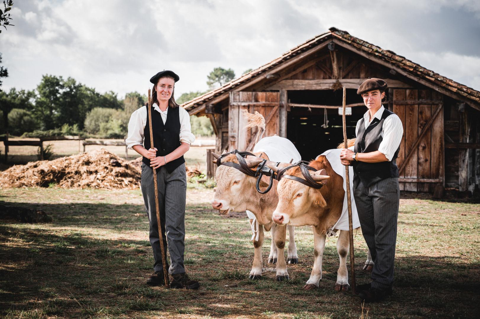 Les bouvières et les boeufs de l'écomusée de Marquèze