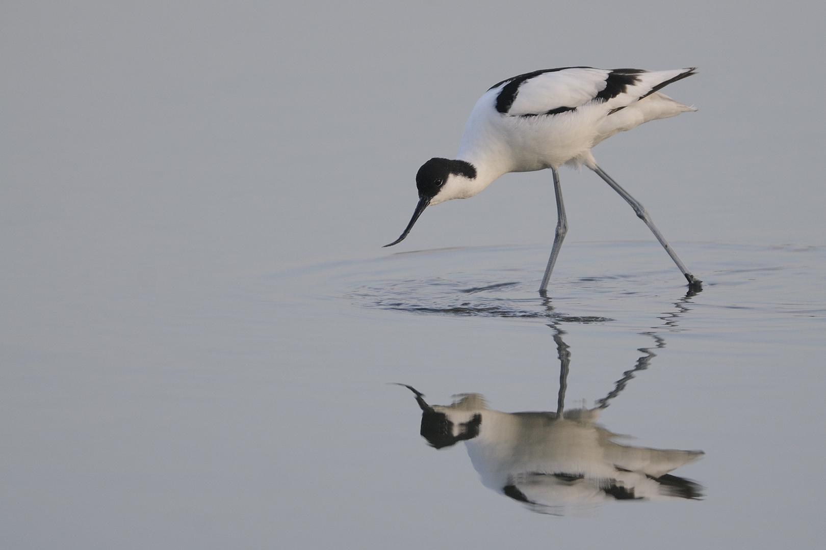 Une Avocette élégante marche dans l'eau dans la Réserve ornithologique du Teich, sa silhouette se reflète dans l'eau.